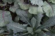 Close-up of leafy green and purple vegetables covered in dew, growing in a garden.